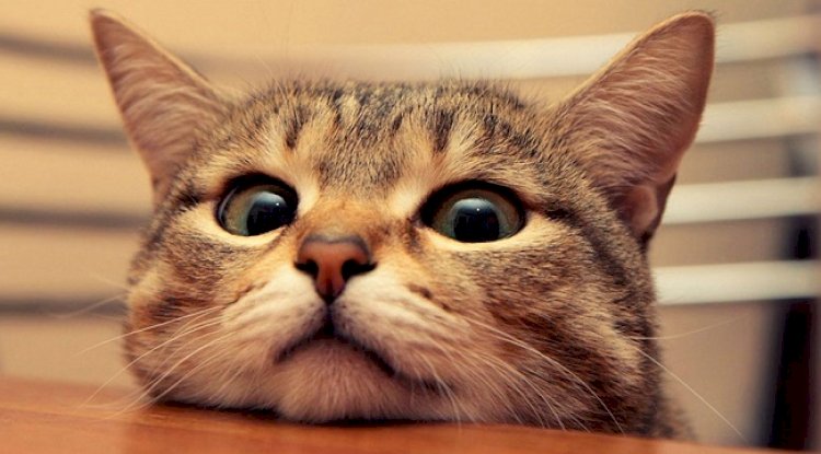 KEDİNİN RUHU